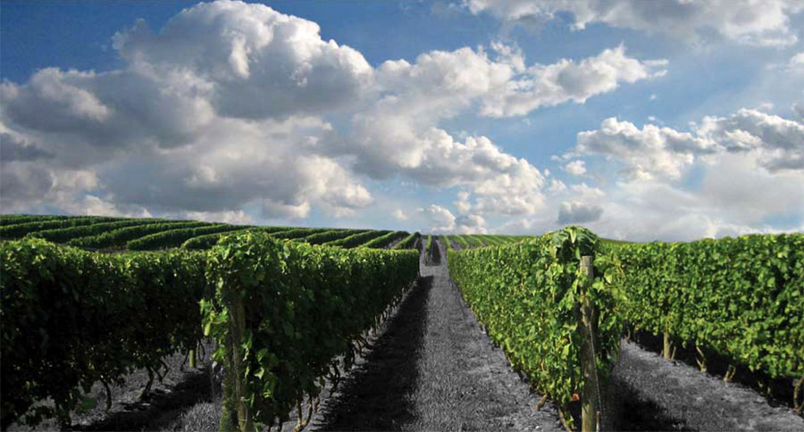 Vineyards
