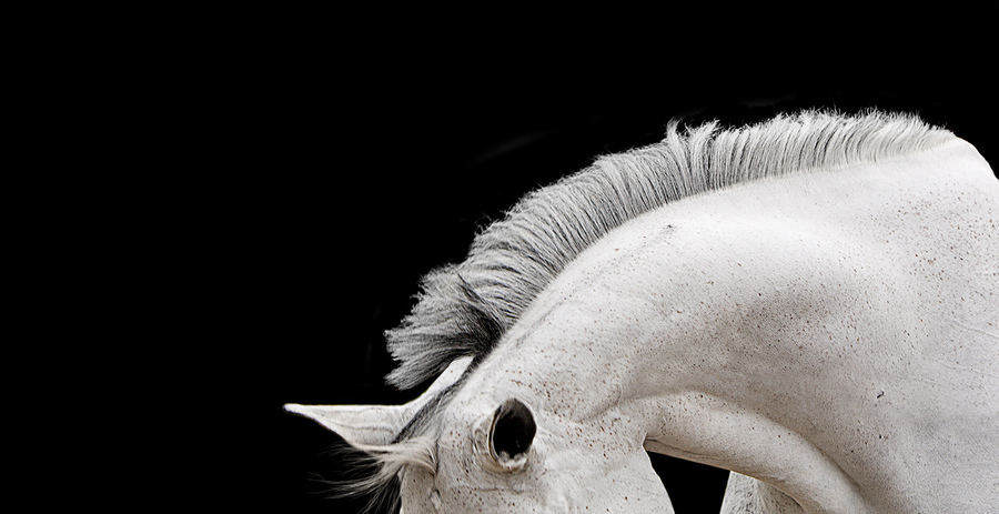 7 : Horse Portraits : bob tabor images
