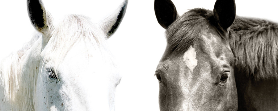 40 : Horse Portraits : bob tabor images