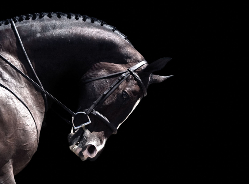 38 : Horse Portraits : bob tabor images
