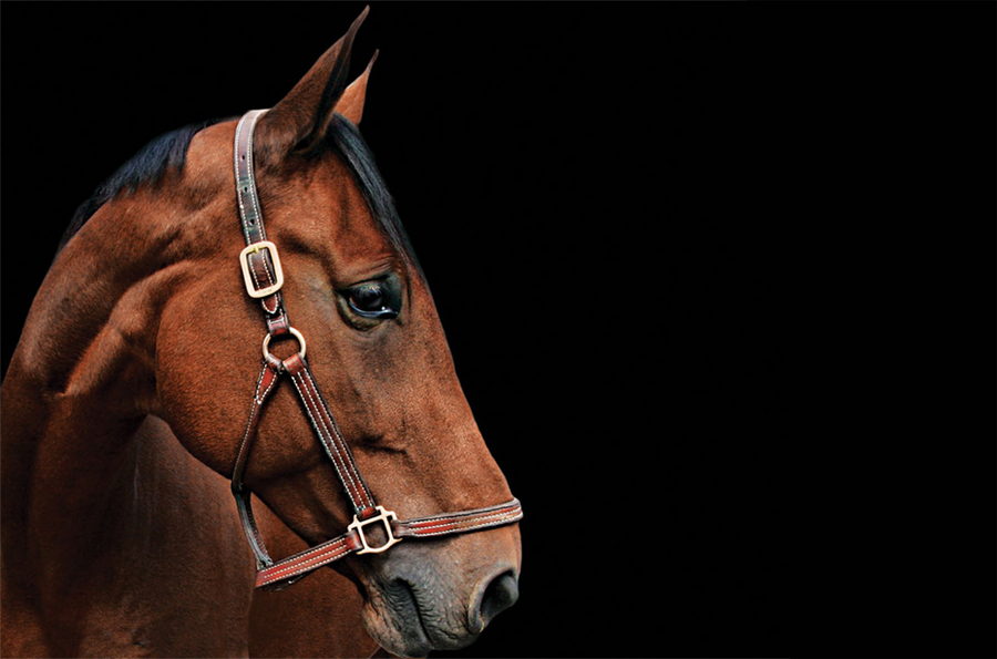 31 : Horse Portraits : bob tabor images