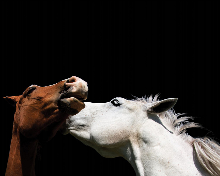 30 : Horse Portraits : bob tabor images