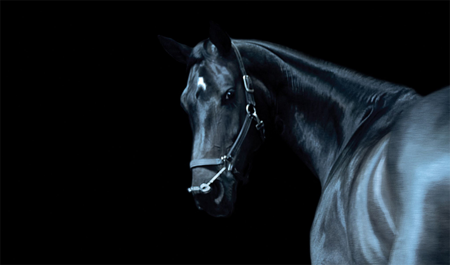 28 : Horse Portraits : bob tabor images