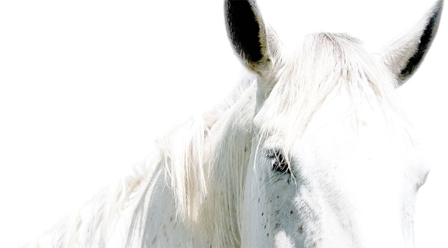 27 : Horse Portraits : bob tabor images