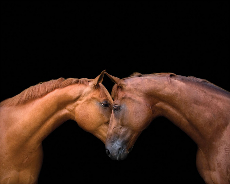 20 : Horse Portraits : bob tabor images