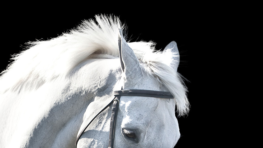 37 : Horse Portraits : bob tabor images