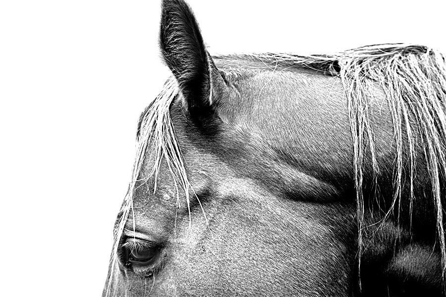 26 : Horse Portraits : bob tabor images