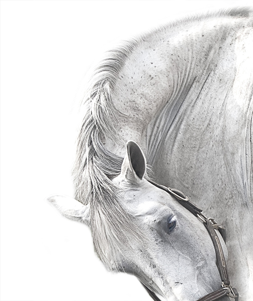 14 : Horse Portraits : bob tabor images