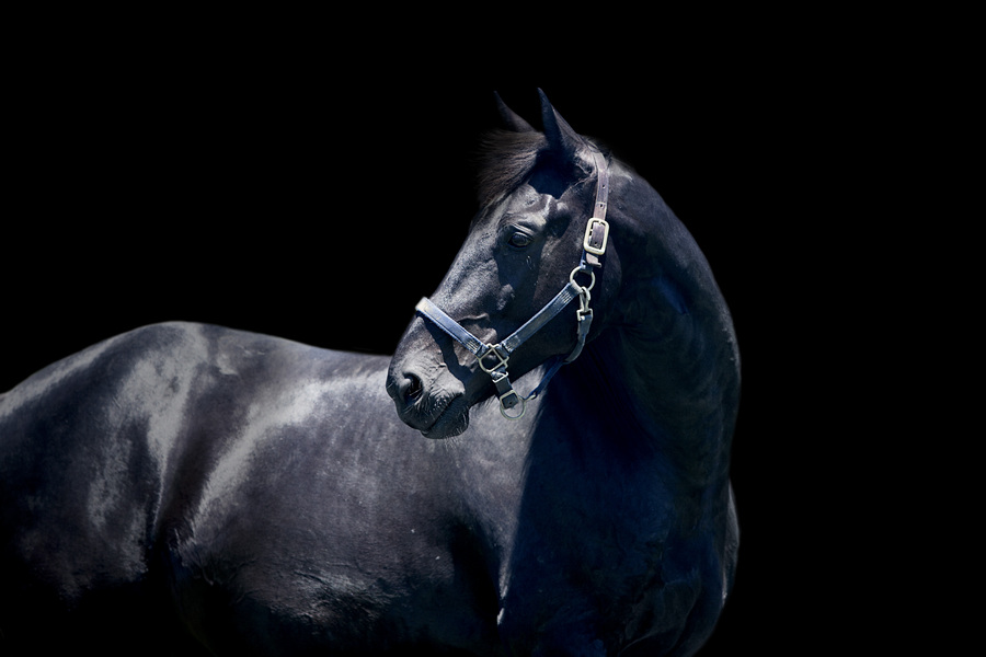 16 : Horse Portraits : bob tabor images