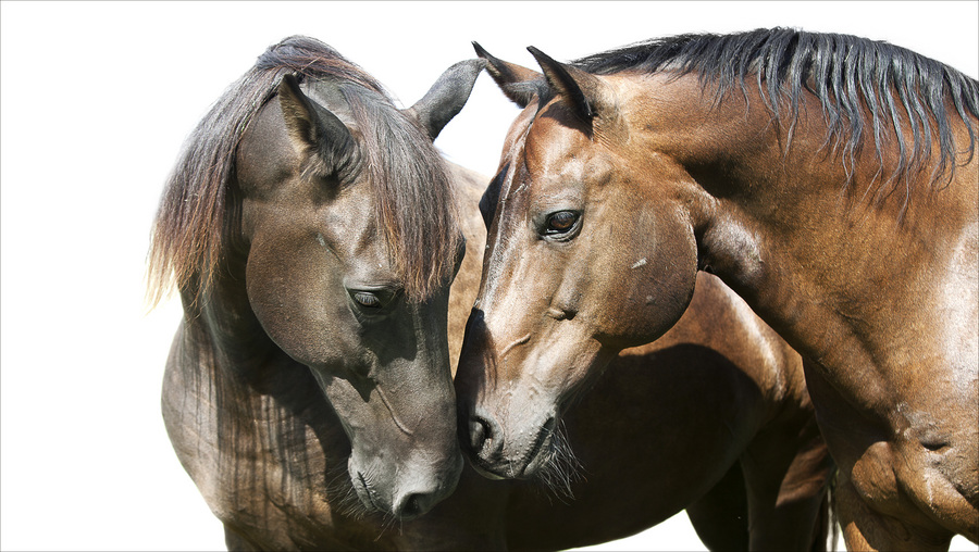 10 : Horse Portraits : bob tabor images