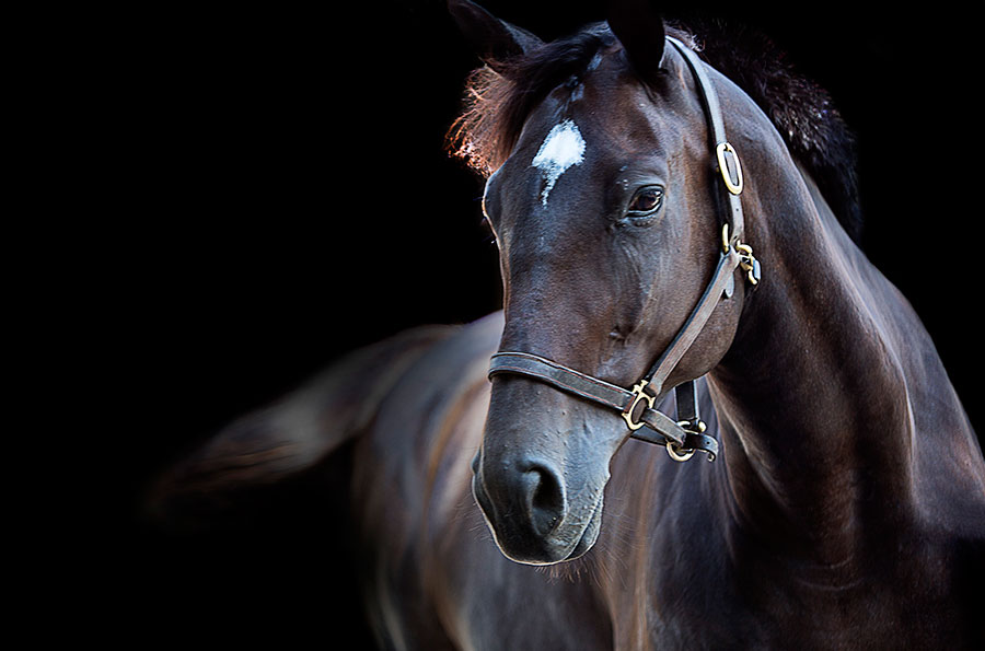 6 : Horse Portraits : bob tabor images
