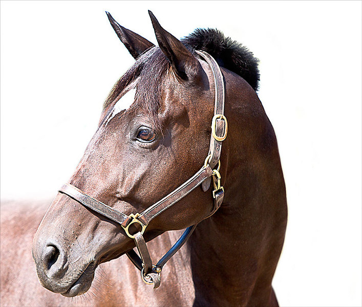 24 : Horse Portraits : bob tabor images