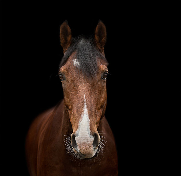 19 : Horse Portraits : bob tabor images