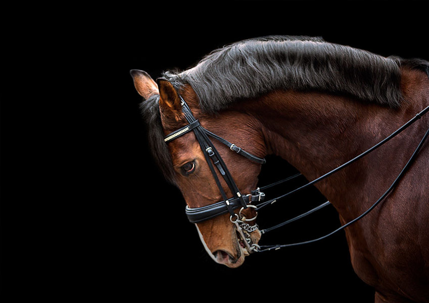 17 : Horse Portraits : bob tabor images