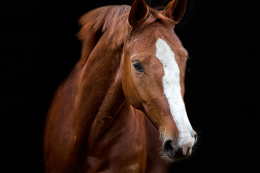 15 : Horse Portraits : bob tabor images