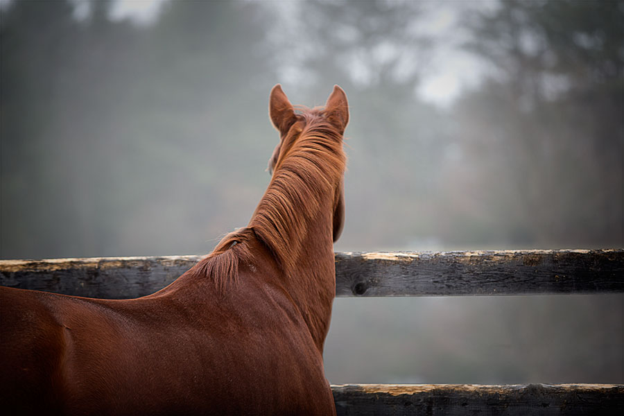 18 : Horse Portraits : bob tabor images