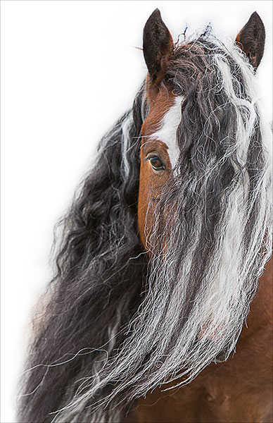 9 : Horse Portraits : bob tabor images