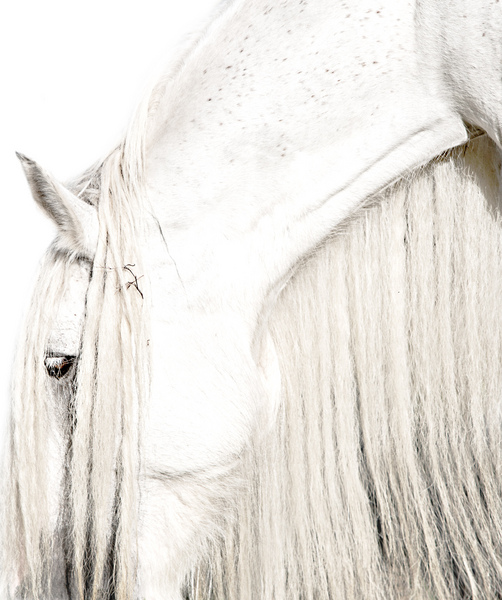 4 : Horse Portraits : bob tabor images