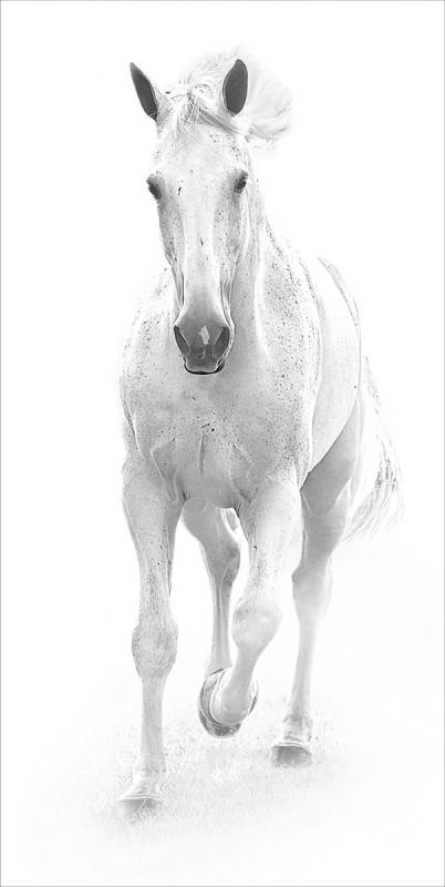 2 : Horse Portraits : bob tabor images