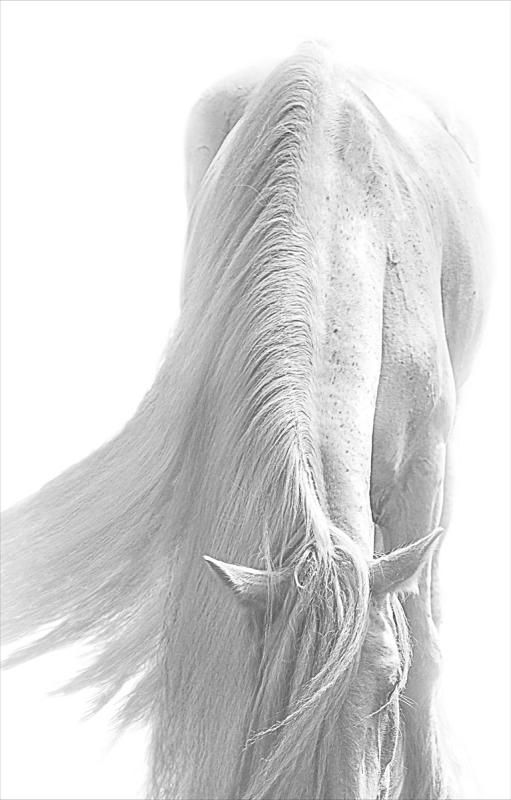 1 : Horse Portraits : bob tabor images