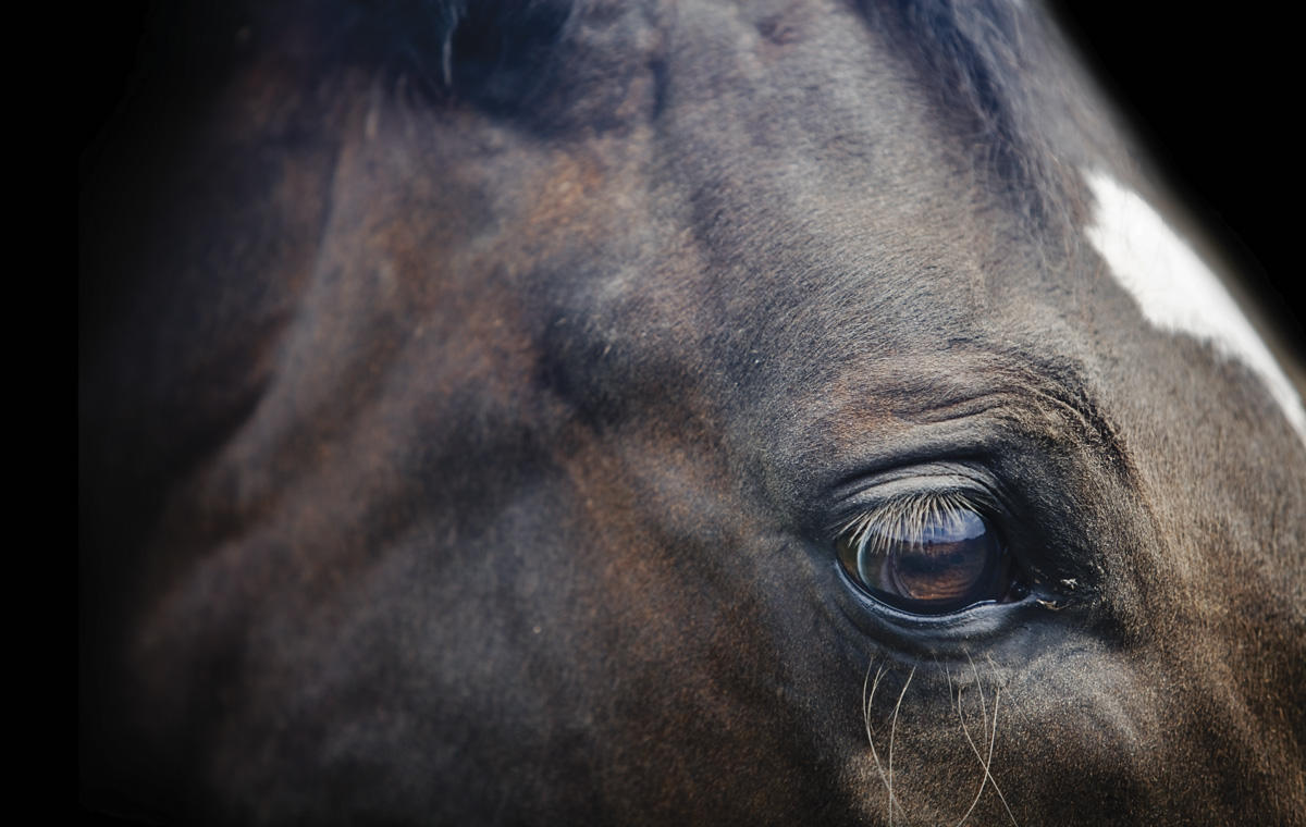 3 : Horse Portraits : bob tabor images